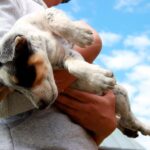 perro muerto en brazos de su humano