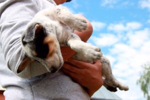 perro muerto en brazos de su humano