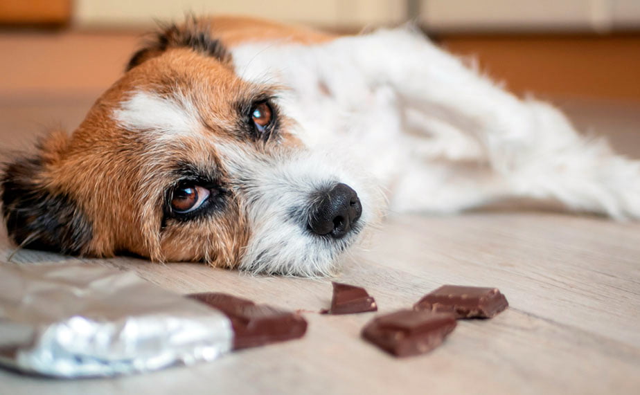 litro Desconocido Especializarse Qué hacer si un perro come chocolate