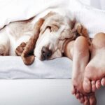 dormir con mi perro