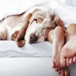 dormir con mi perro
