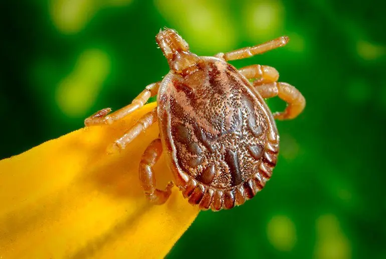 garrapata