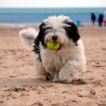 ¿Cuánto cuesta mantener un perro?