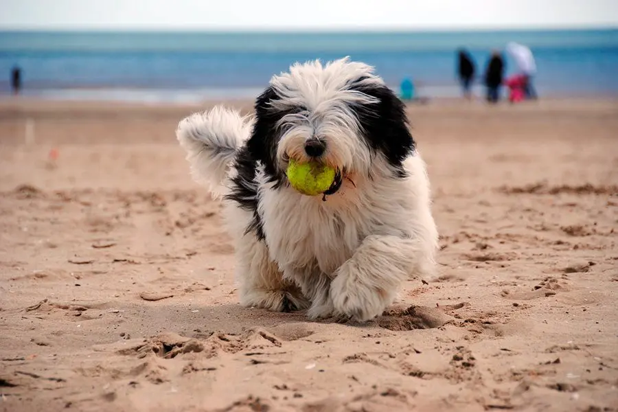 ¿Cuánto cuesta mantener un perro?