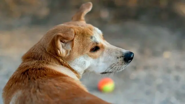 jugar con perro
