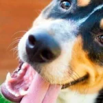 perro