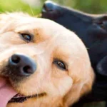 perro feliz 1