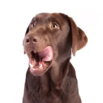 Asta de ciervo ¿Es el mordedor ideal para un perro?
