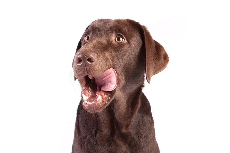 Asta de ciervo ¿Es el mordedor ideal para un perro?