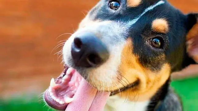 perro