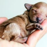 Cuando separar un cachorro de la madre