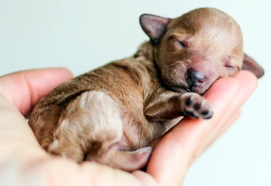 Cuando separar un cachorro de la madre