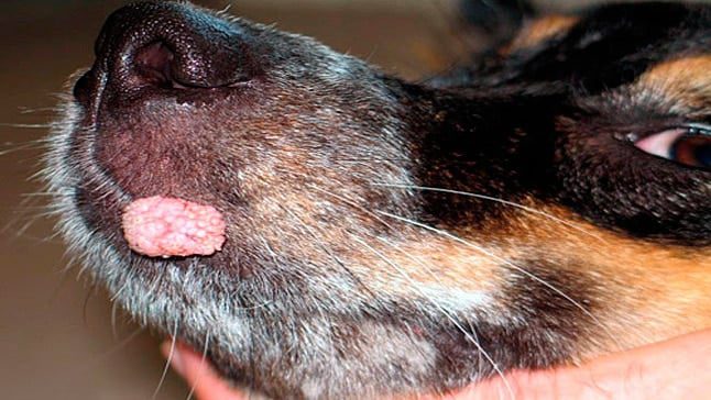 papiloma en la boca de perritos