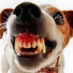 perro dientes