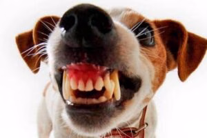 perro dientes