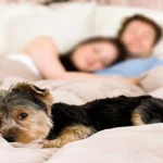 perro en cama