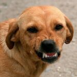 perro gruñendo