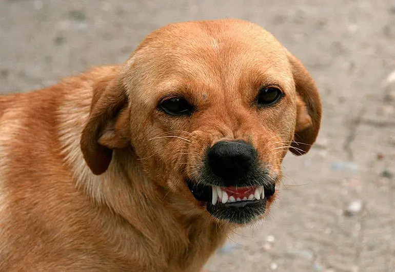 perro gruñendo