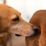 perro olor