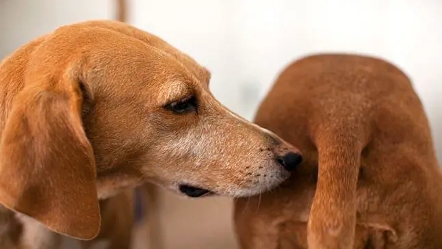 perro olor