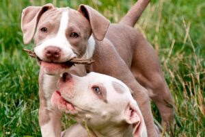 pitbull cachorro