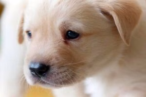 cachorro