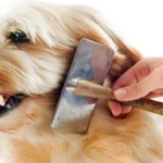 cepillas a un perro