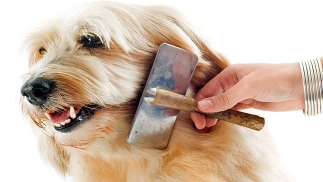 cepillar a un perro
