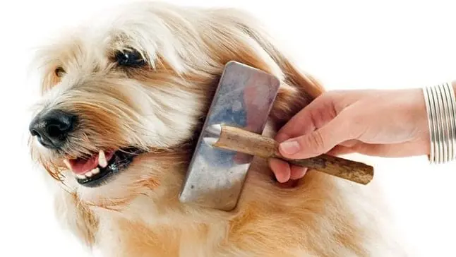 cepillas a un perro