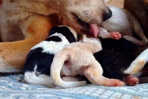 perra dando de mamar a sus cachorros