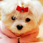 perrita