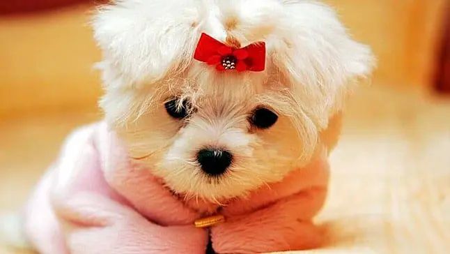 perrita
