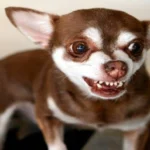 perro agresivo