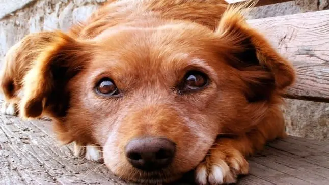 perro amor