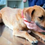 Microchip en perros ¿Qué es y cuál es su función?