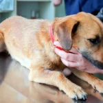 Microchip en perros ¿Qué es y cuál es su función?