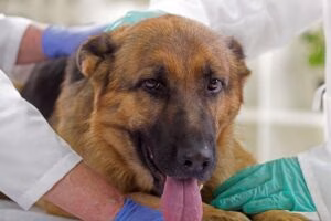 perro en el veterinario