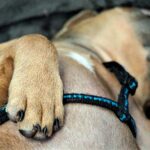 perro en parada respiratoria