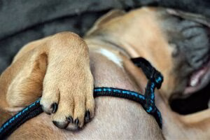 perro en parada respiratoria