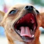 perro hablando