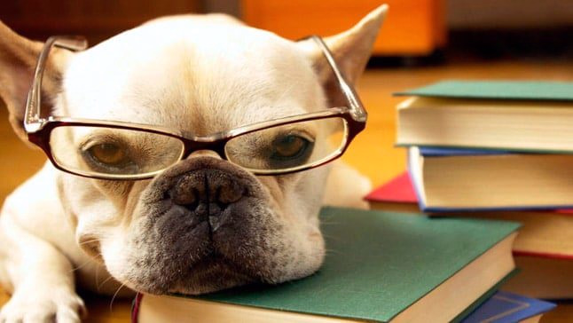 perro listo