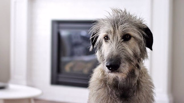perro mira pared