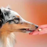 perro pastilla