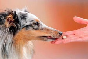 perro pastilla