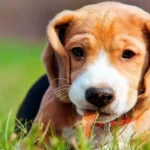 perro pensando