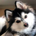 perro pomsky