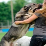 perro saltando sobr