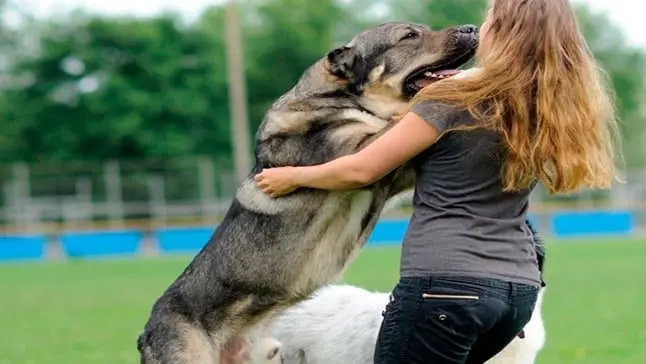 perro saltando sobr