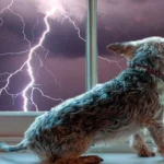 perro y tormenta