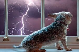 perro y tormenta